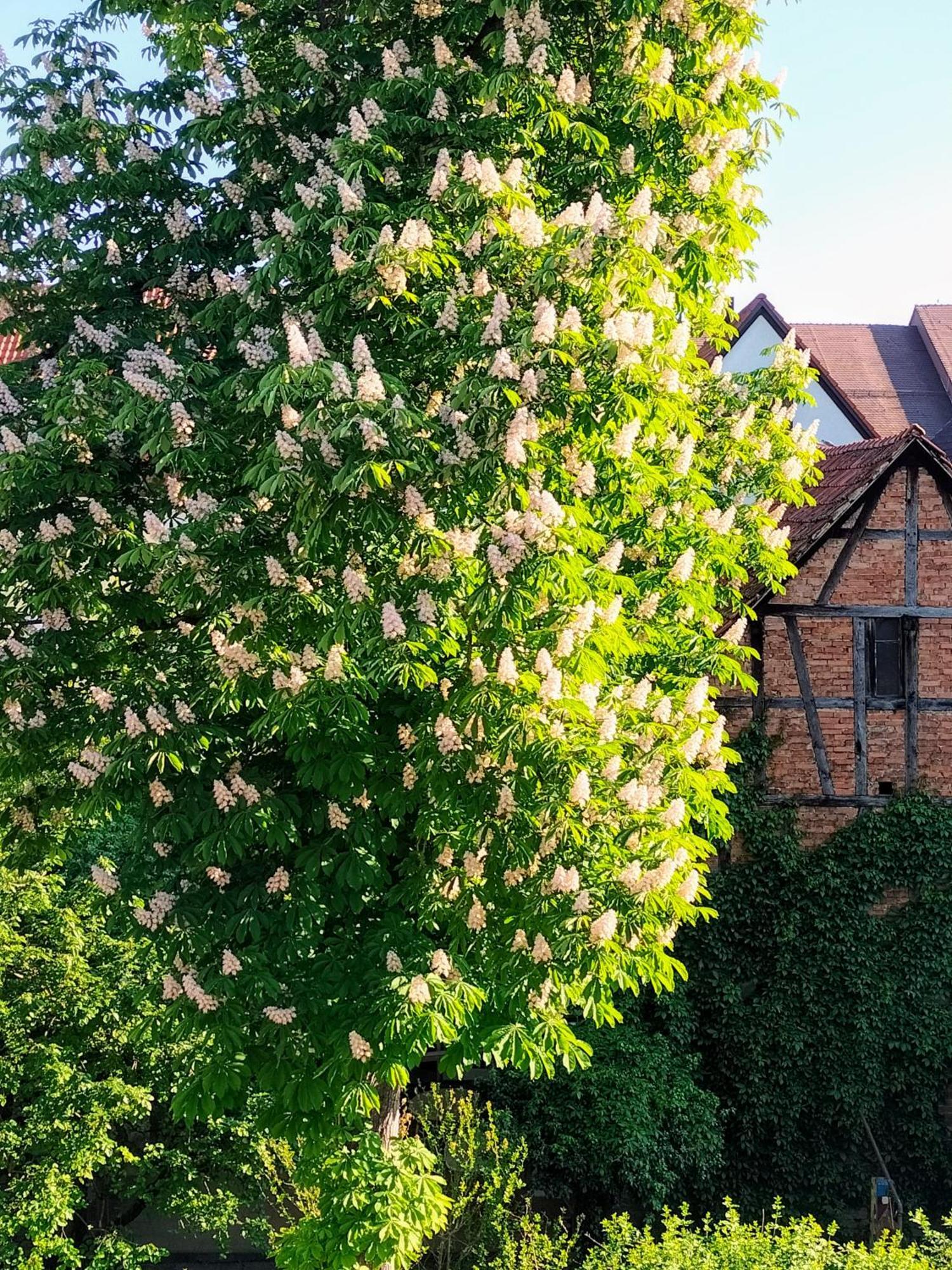 Alte Stadtmauer - Apartment Зинсхайм Экстерьер фото